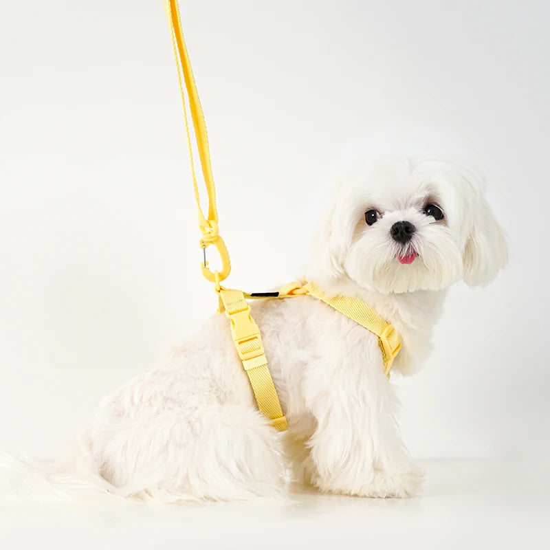 Harnais petit chien en Y - Minimaliste & Durable
