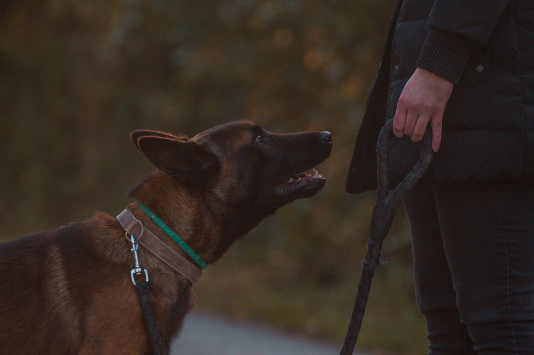 Apprendre le rappel à son chien avec une longe : en 5 minutes / jour