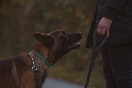 Apprendre le rappel à son chien avec une longe : en 5 minutes / jour