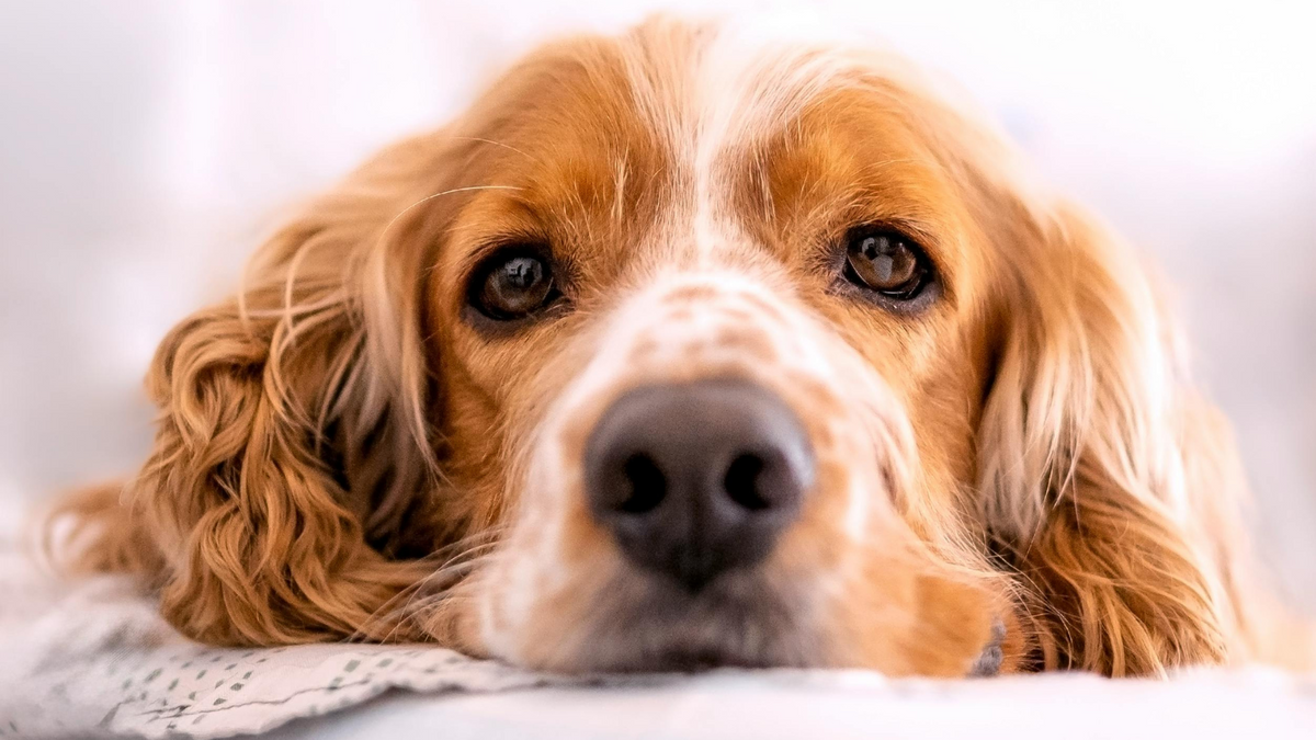Cocker Spaniel Anglais : caractère, prix et élevage – AventureCanine
