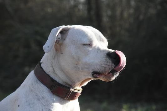 Comment choisir un collier pour chien : obligations, choix et conseils