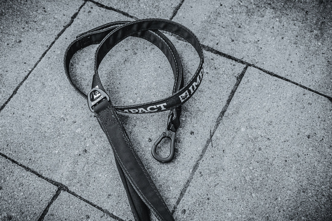 Comment choisir votre laisse (nylon, cuir ou biothane ?)