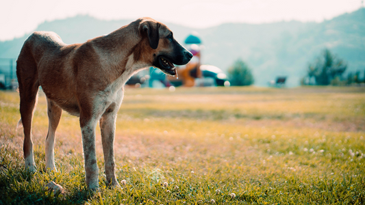 Kangal