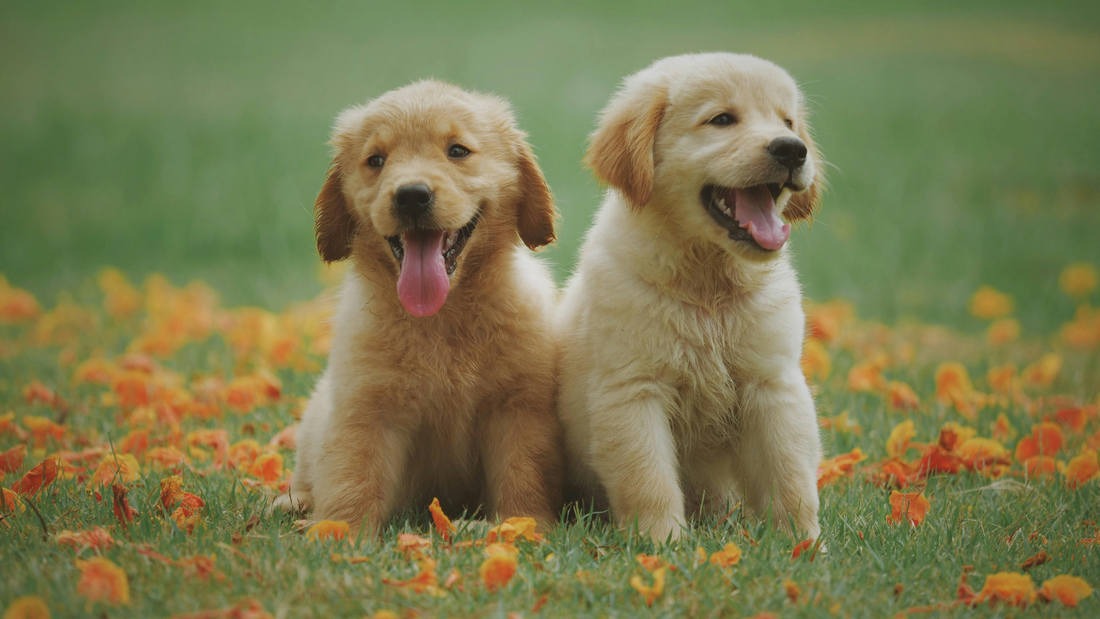 Nom de chien : idées et prénoms populaires