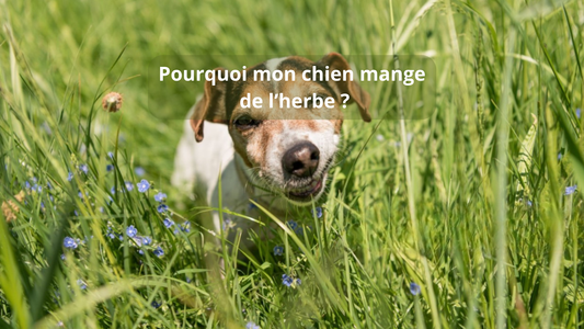 Pourquoi mon chien mange de l’herbe