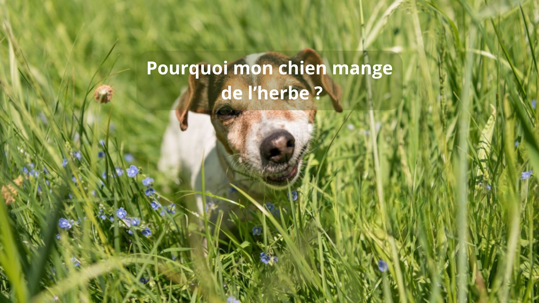 Pourquoi mon chien mange de l’herbe