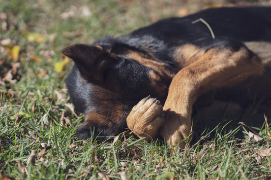 Pourquoi mon chien tremble