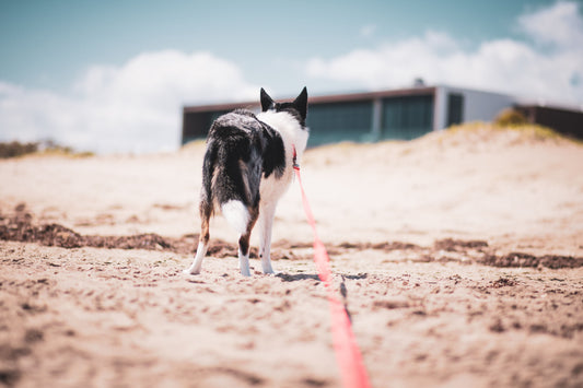 Comment utiliser une longe pour chien : l'erreur à ne pas faire