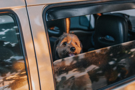 vQuel sont les meilleurs accessoires pour un chien en voiture 