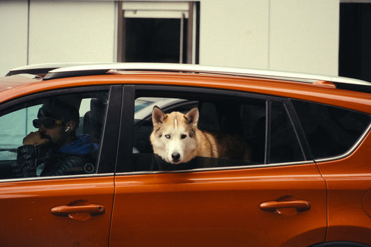 Voyager avec son chien en voiture  Les 3 manières de le sécuriser