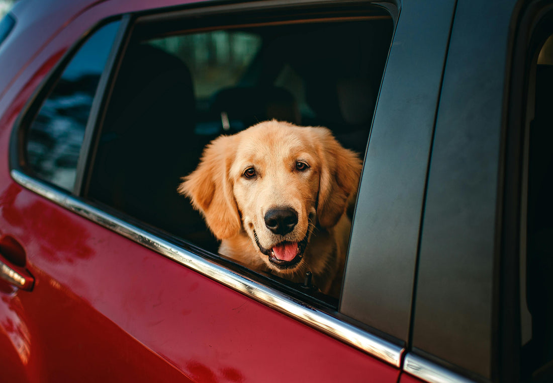 Comment faire aimer les trajets de voiture à mon chien ?