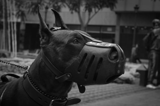 Comment mettre une muselière pour chien 