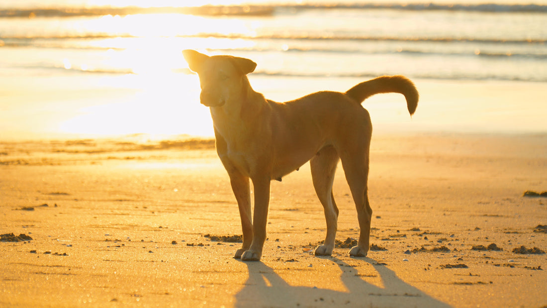 comment rafraîchir son chien en été