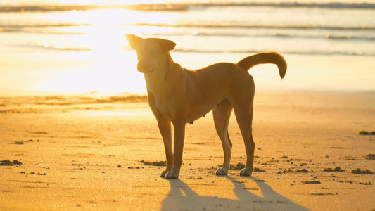 comment rafraîchir son chien en été