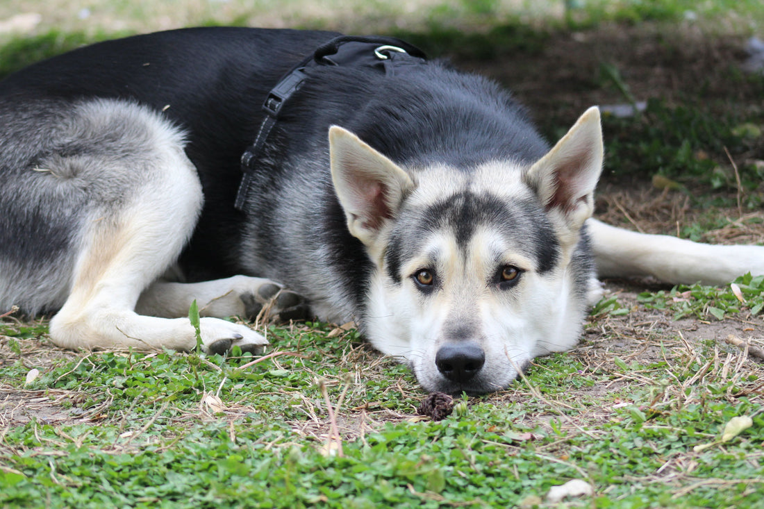 Comment choisir sa muselière : en fonction de votre chien