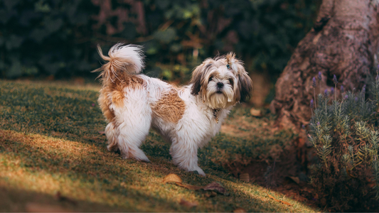 shih tzu