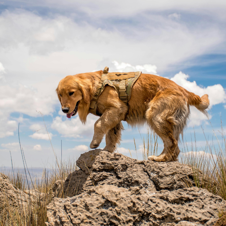 Équipement extérieur pour chien