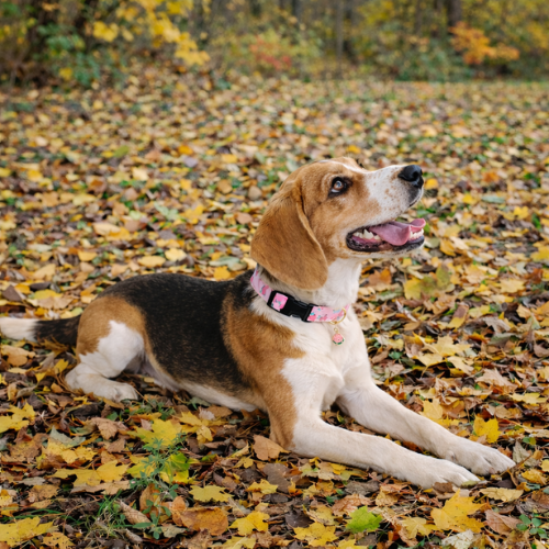 Collier fantaisie pour Chien - Dog Fruit