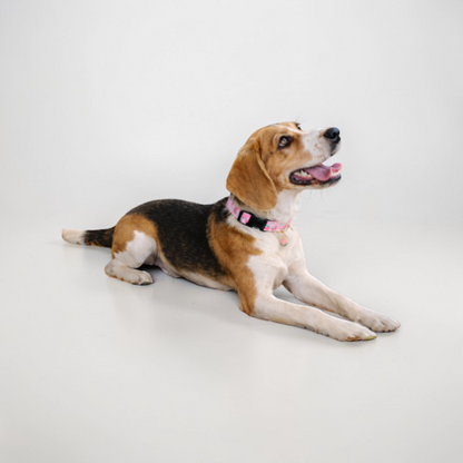 Collier fantaisie pour Chien - Dog Fruit