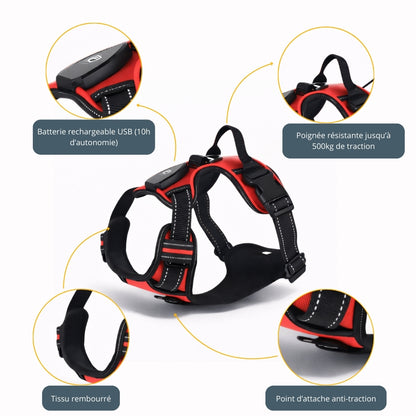Harnais lumineux chien LED - Dog Safe