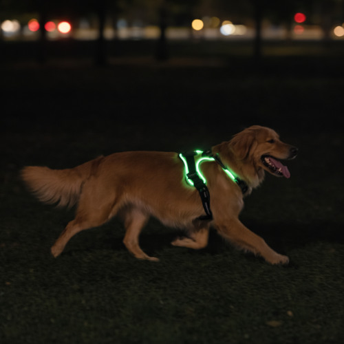 Harnais lumineux chien LED - Dog Safe