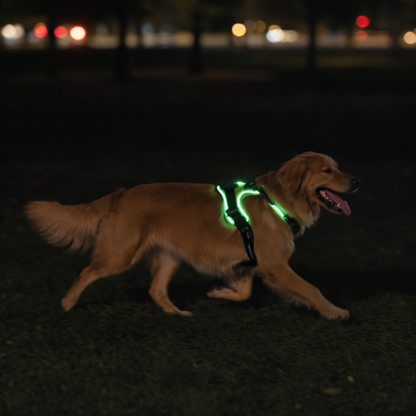 Harnais lumineux chien LED - Dog Safe