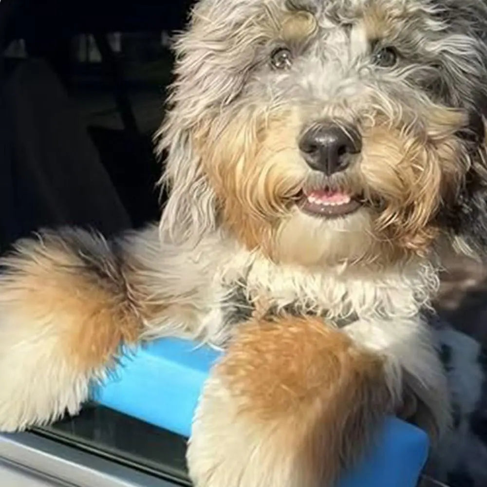 Repose menton pour chien - Appuie & confort à la fenêtre