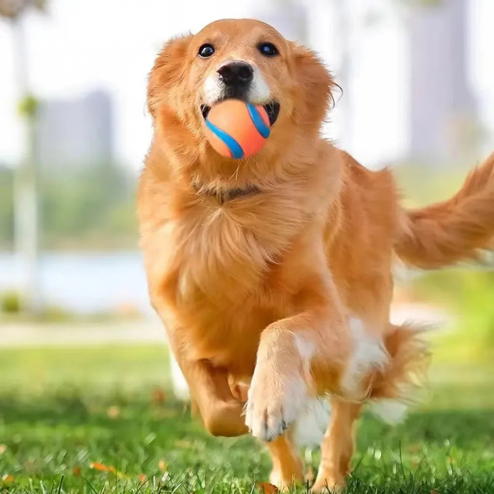 Golden Retriever courant dans l'herbe avec une balle AventureCanine en caoutchouc orange et bleu dans la gueule