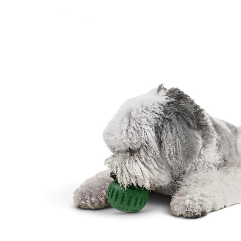 Chien jouant avec une balle à fourrer AventureCanine verte dévissable pour friandises sur fond blanc