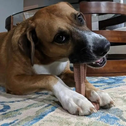 Chien marron mâchant un bâton GripChew AventureCanine en bambou et nylon avec reliefs pour l'hygiène dentaire