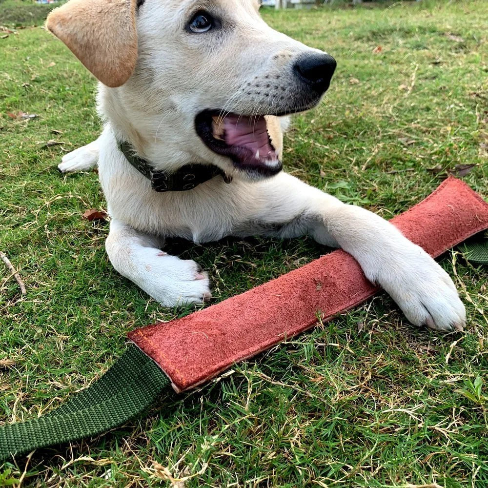 Chiot jouant avec un boudin de mordant en cuir AventureCanine avec poignées en nylon vert sur une pelouse