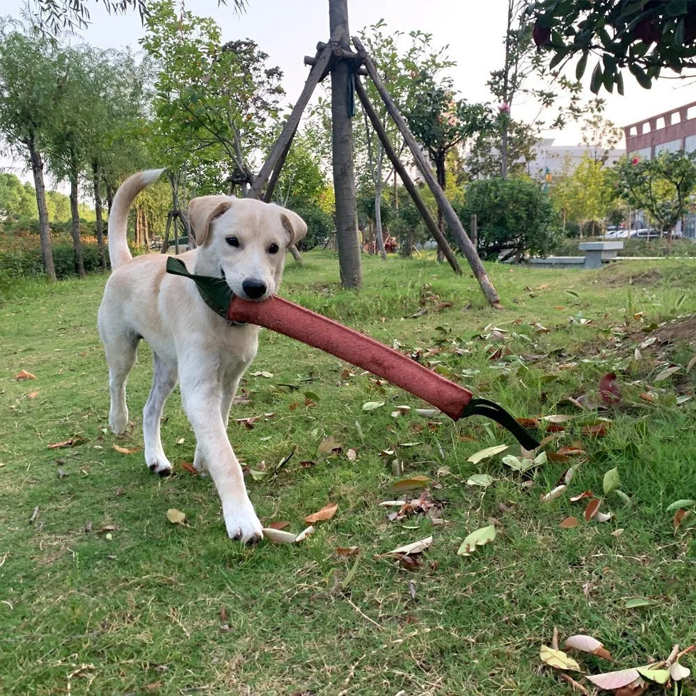 Chien beige portant un boudin de mordant en cuir AventureCanine avec poignées dans un parc verdoyant