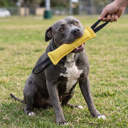 Chien gris jouant avec un boudin de mordant en jute jaune AventureCanine lors d'une séance de traction en extérieur