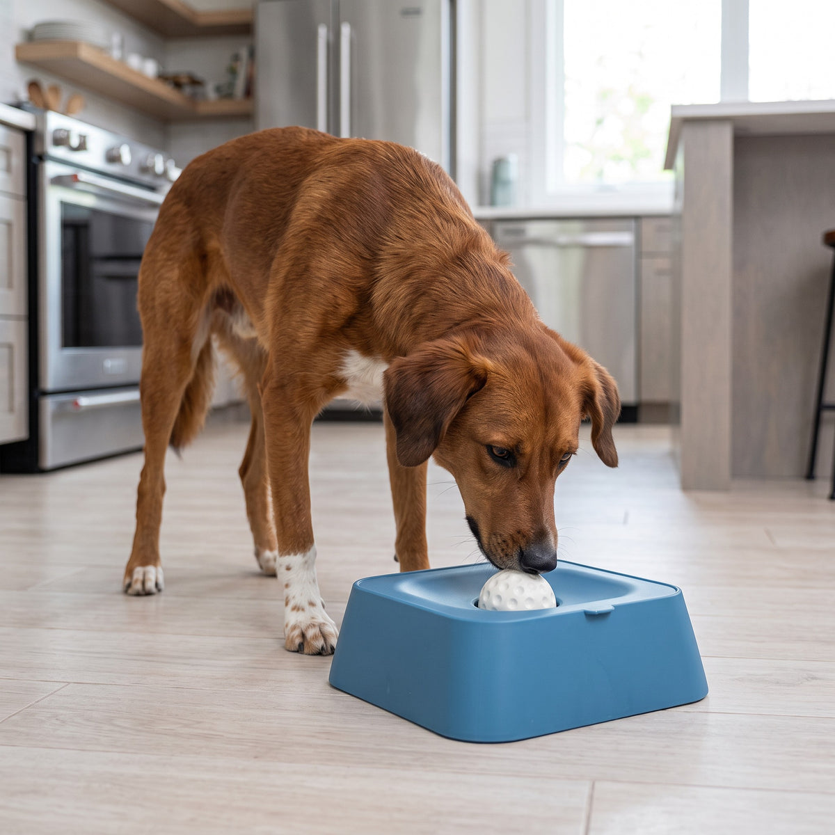 Chien brun léchant une boule rotative blanche sur un support bleu AventureCanine pour une alimentation lente