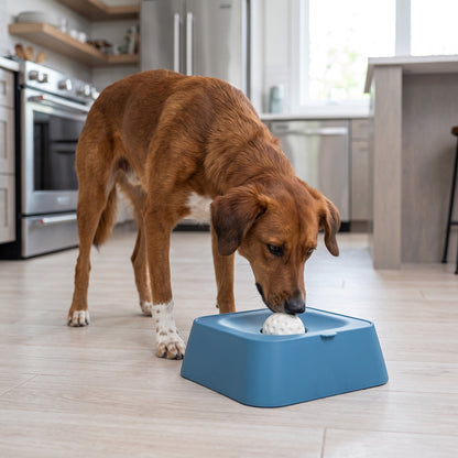 Chien brun léchant une boule rotative blanche sur un support bleu AventureCanine pour une alimentation lente
