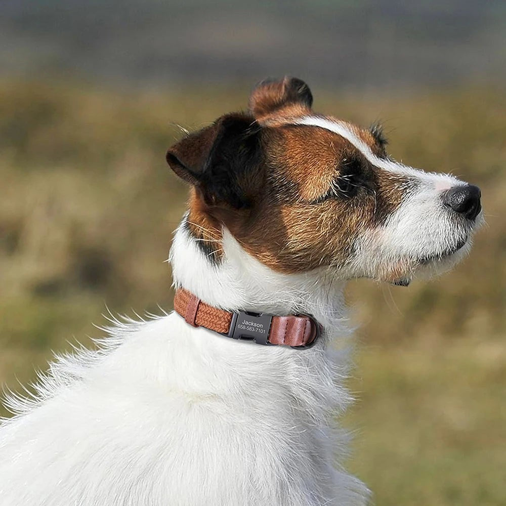 Collier AventureCanine en nylon marron pour chien avec boucle gravée personnalisée portée par un Jack Russell