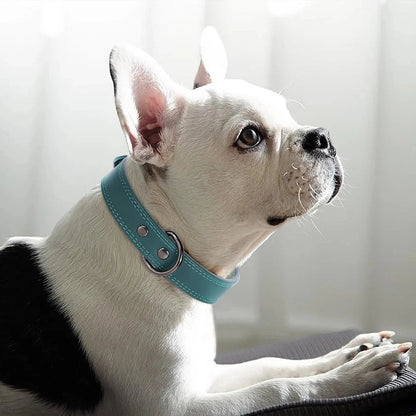 Chien bouledogue français portant un collier en cuir bleu AventureCanine avec bouclerie métallique robuste