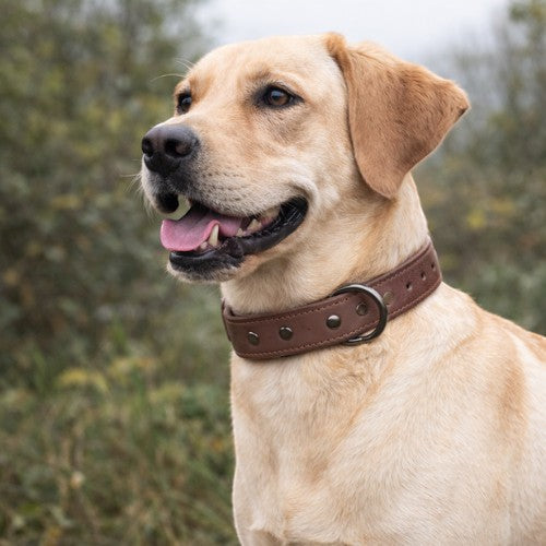 Collier en cuir marron AventureCanine pour chien, design sobre et robuste avec bouclerie métallique