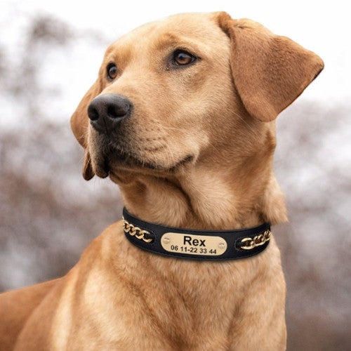 Collier cuir personnalisé AventureCanine noir avec plaque gravée dorée sur un chien labrador