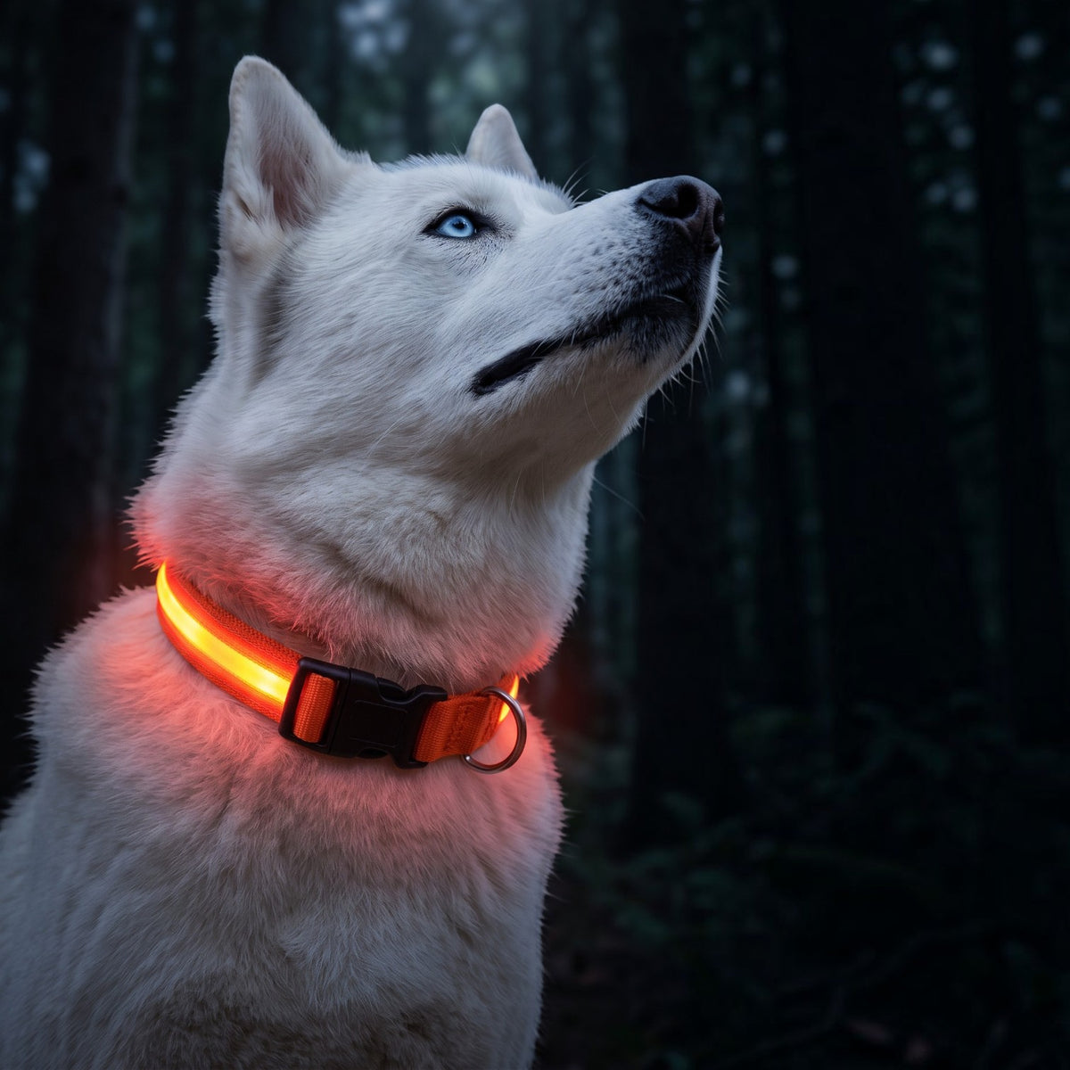 Chien husky blanc portant un collier lumineux LED orange AventureCanine pour une meilleure visibilité nocturne