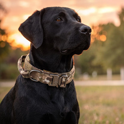 Collier tactique AventureCanine en polyester camouflage porté par un chien noir au coucher du soleil