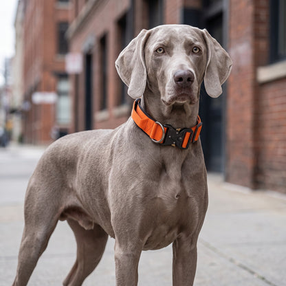 Chien braque de Weimar portant un collier tactique orange AventureCanine en nylon réglable avec boucle rapide