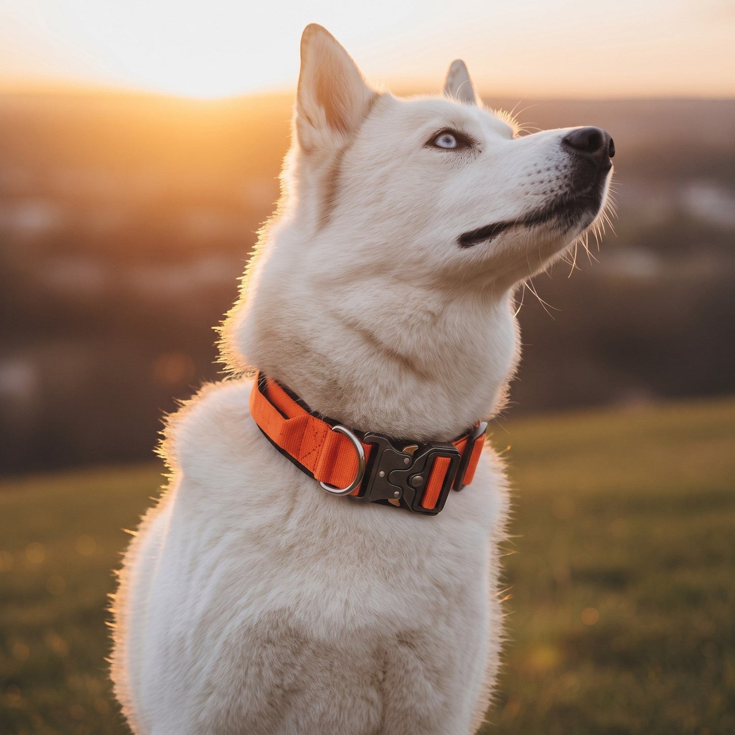 Chien husky blanc portant un collier tactique orange AventureCanine avec boucle métallique robuste en extérieur