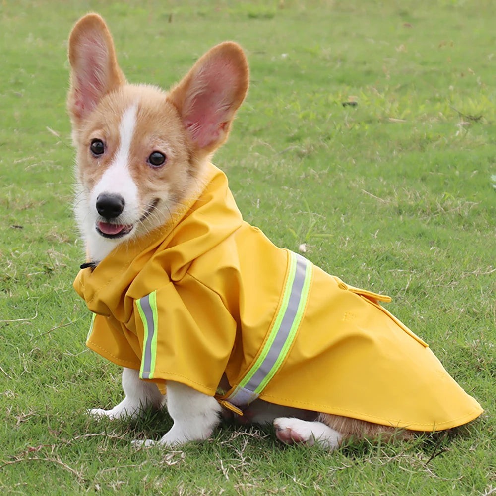 Chien corgi portant un imperméable jaune AventureCanine avec capuche et bandes réfléchissantes sur une pelouse