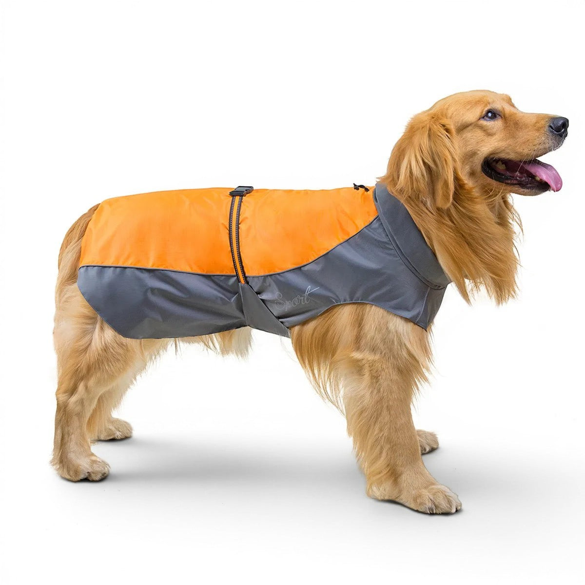 Chien Golden Retriever portant un imperméable AventureCanine orange et gris avec bandes réfléchissantes