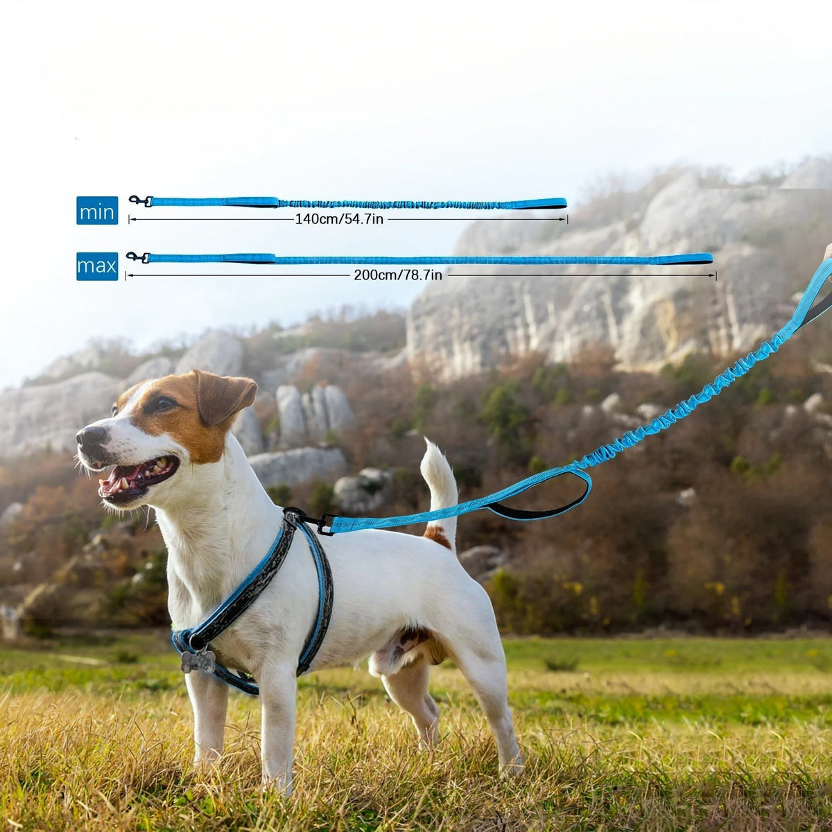 Laisse amortissante bleue AventureCanine en nylon avec poignées rembourrées pour chien en extérieur