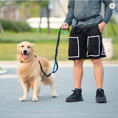 Laisse main libre AventureCanine noire avec longe élastique et ceinture réglable pour promener un Golden Retriever