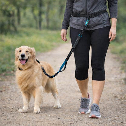 Laisse main libre AventureCanine avec ceinture réglable et longe élastique pour promener un Golden Retriever