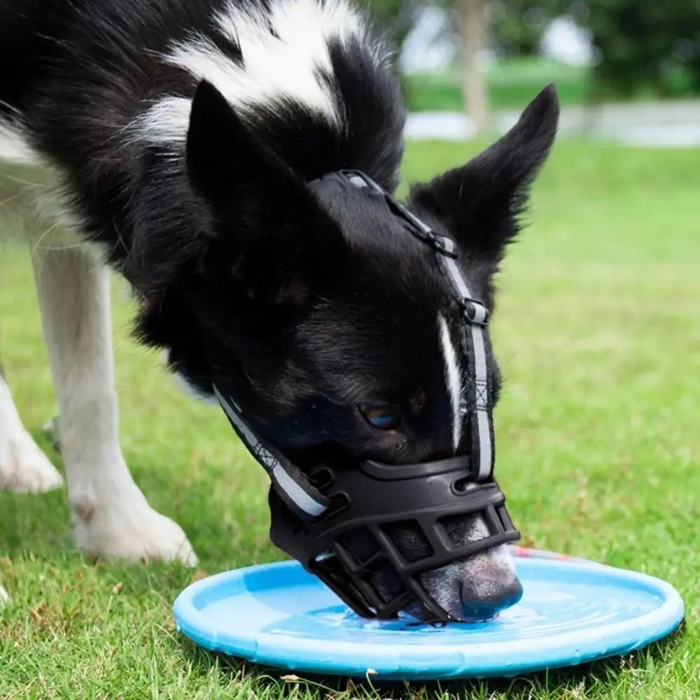 Chien portant une muselière AventureCanine noire respirante en thermoplastique et nylon buvant dans une gamelle