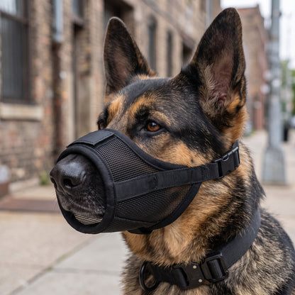 Muselière en nylon noir AventureCanine sur un berger allemand, maille respirante et sangles réglables.
